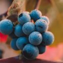 Le Cépage Carignan, Le Guide Complet